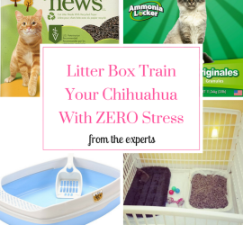 litter box train your chihuahua