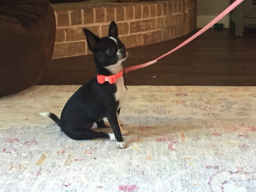 neon pink susan lance big bow ultra suede collar on a black and white chihuahua