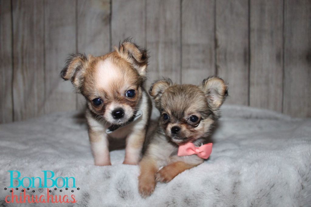 cute chihuahua puppies wearing bows around their necks