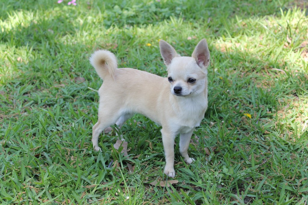 Adult Females – Opal Chihuahuas