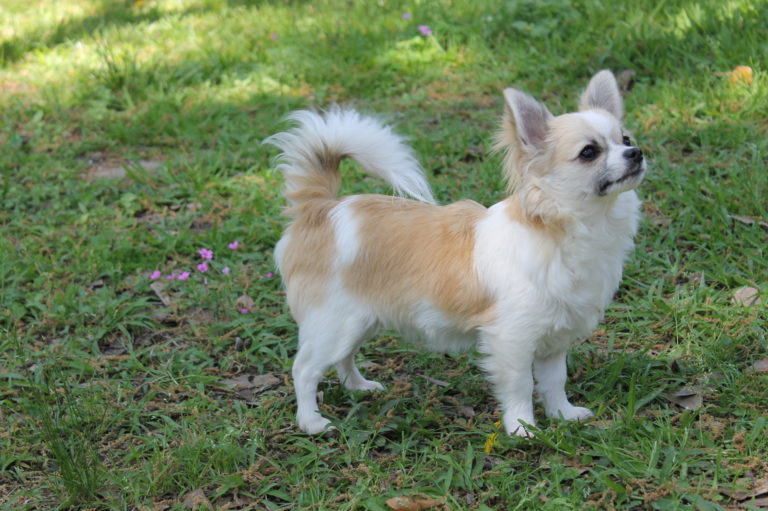 Adult Females – Opal Chihuahuas