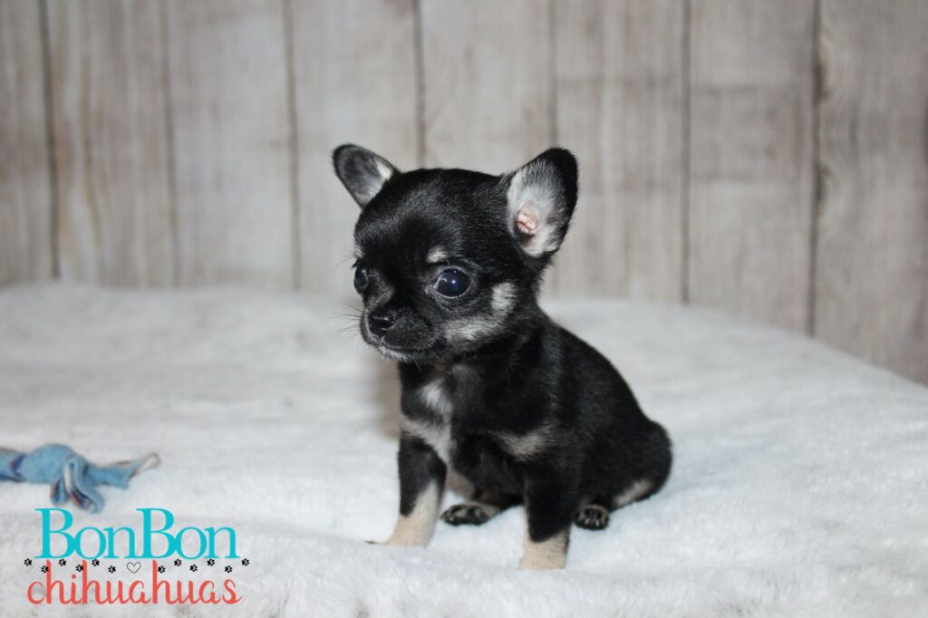 five week old Black and Tan chihuahua puppy