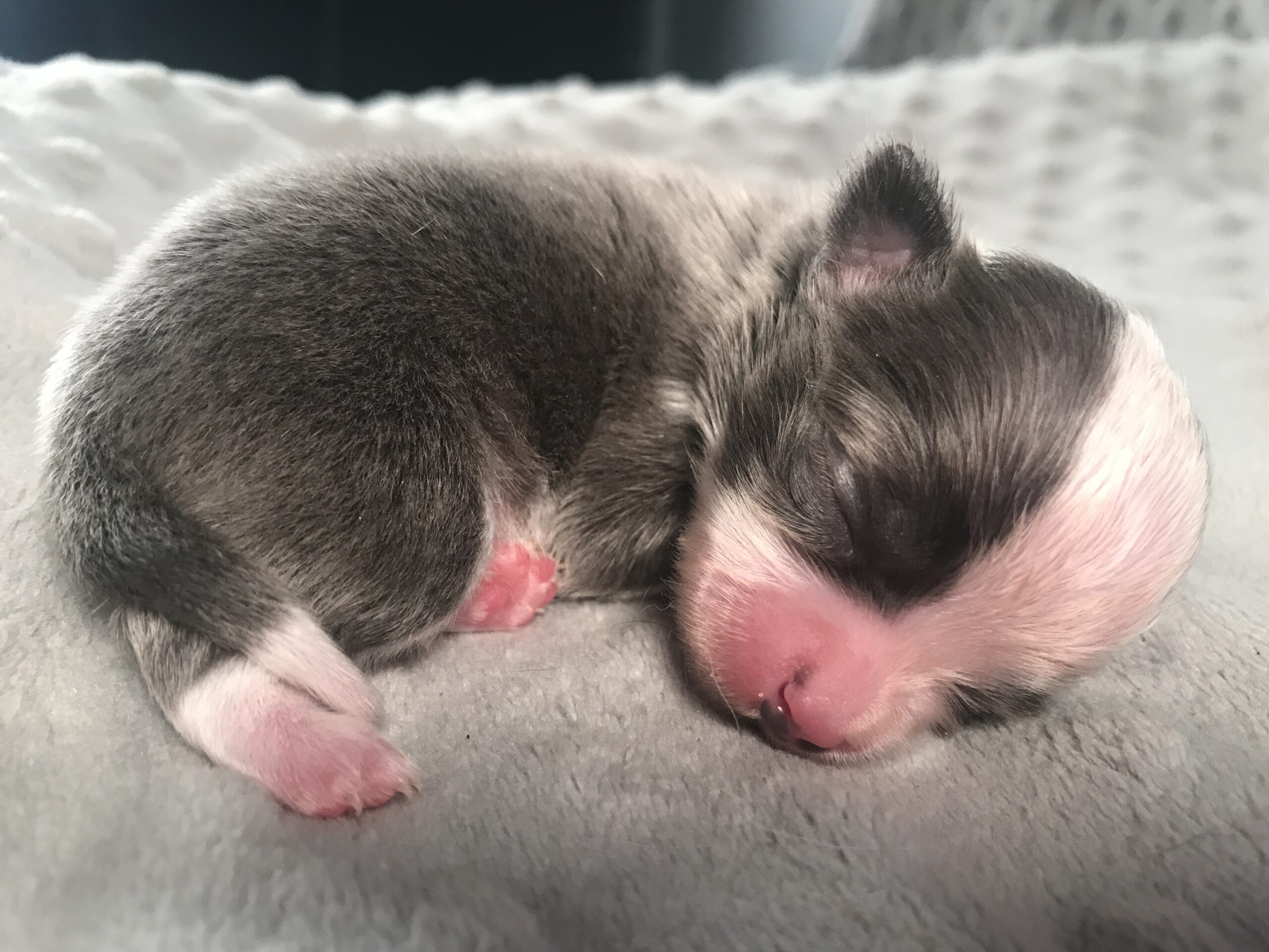 blue and white newborn chihuahua baby