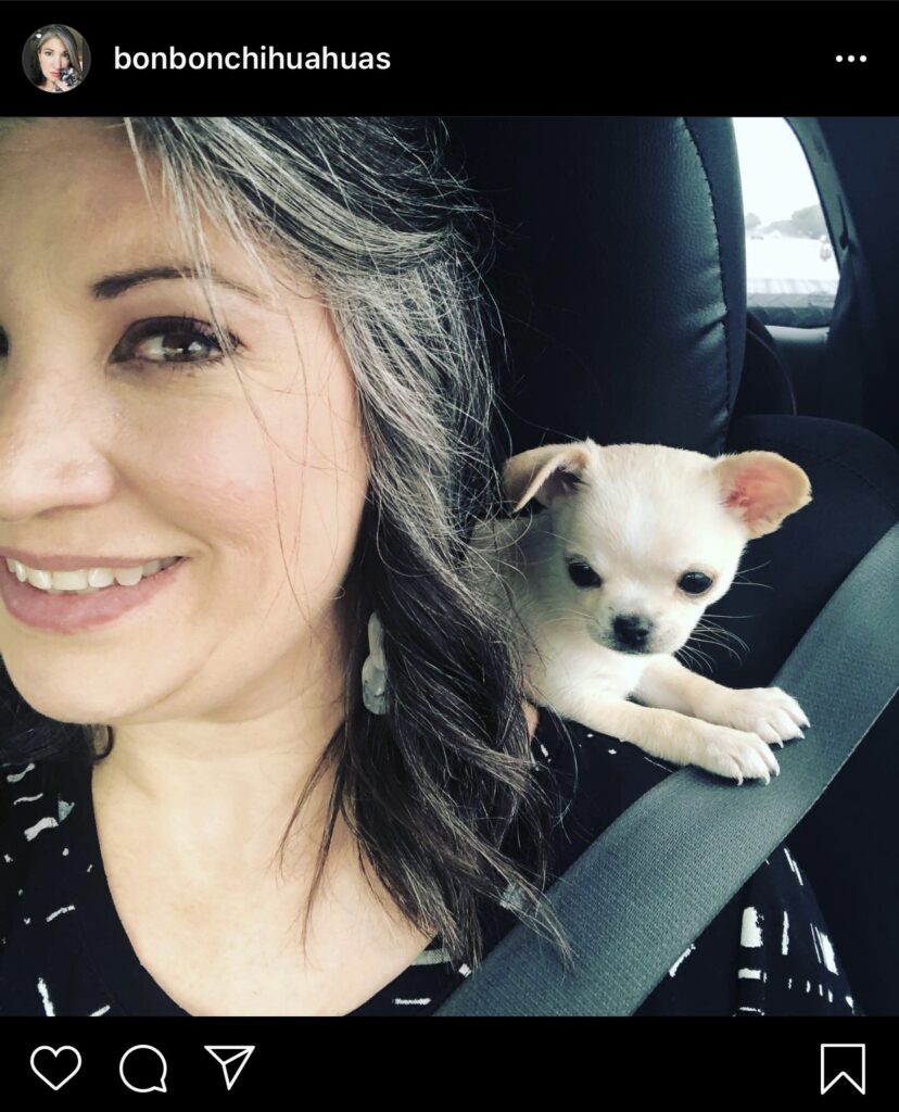 white chihuahua puppy sits on the should of woman with gray streaked hair