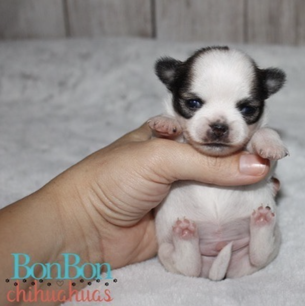 cutest chihuahua puppy in the world held in woman's hand