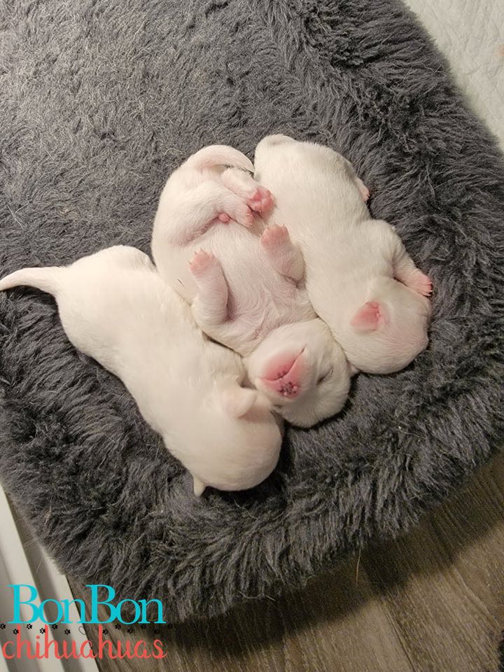 three white baby chihuahuas lay gray furry bed