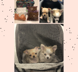 two chihuahua puppies in a travel bag flying on an airplane