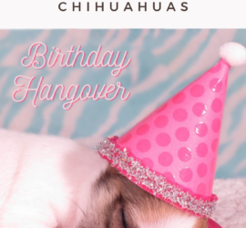 sleeping chihuahua puppy with birthday hat best chihuahua gifts